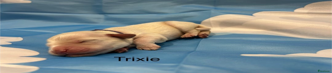 Trixie