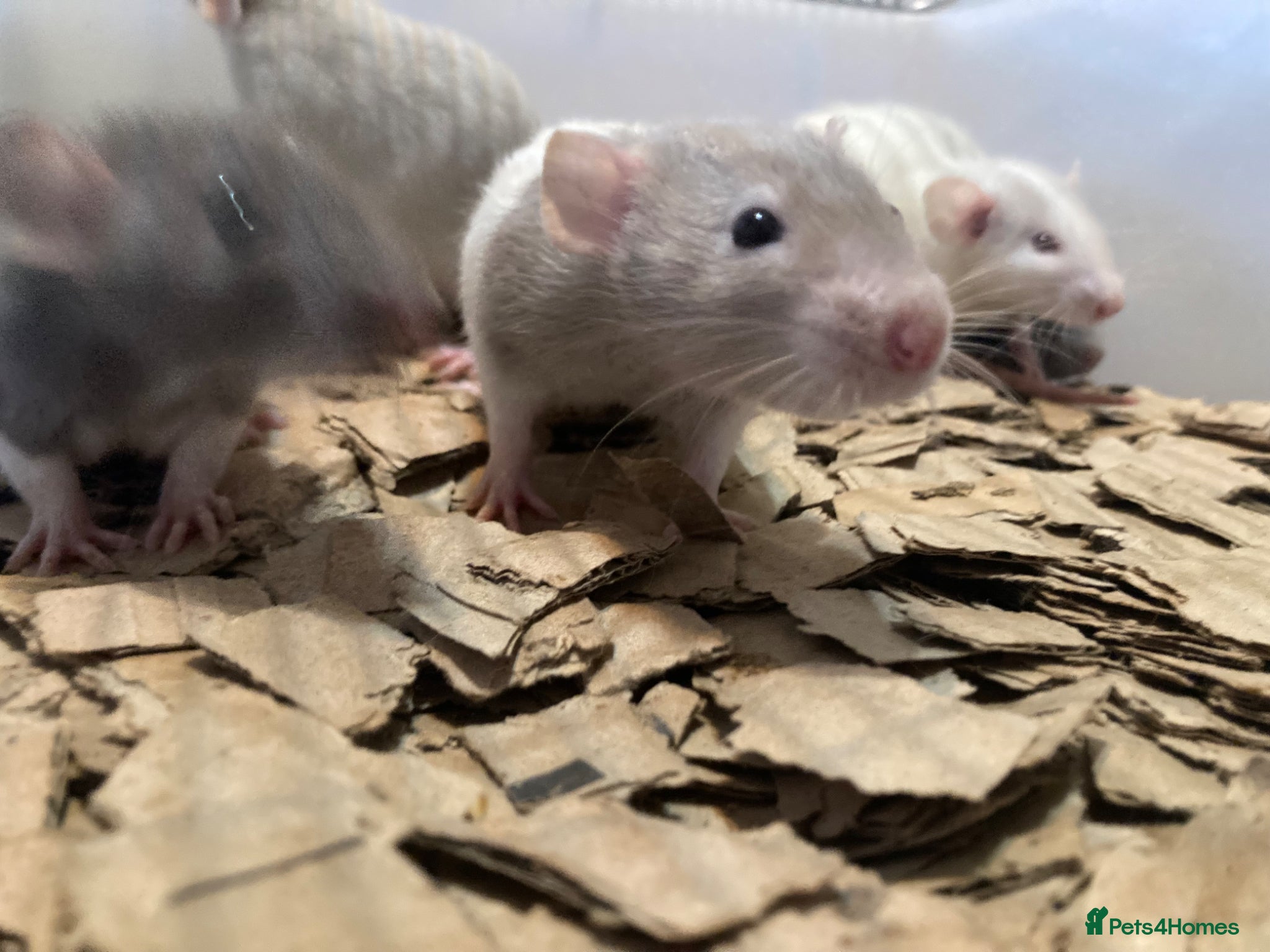 Rat rodents for sale: Rats for sale  - Advert 1