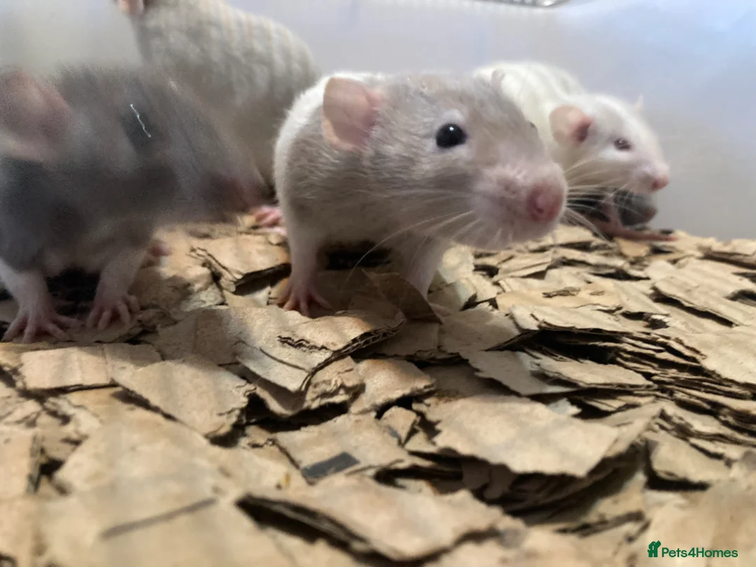 Rat rodents for sale: Rats for sale  in Hull - Advert 1