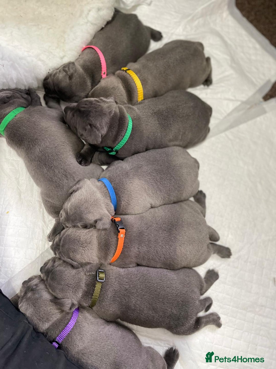 Staffordshire Bull Terrier dogs for stud: PRINCE- SOLID BLUE CHAMPION BRED in Smethwick - Advert 7