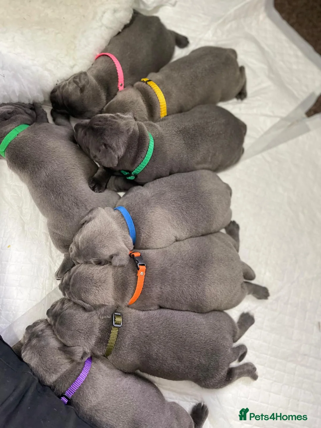 Staffordshire Bull Terrier dogs for stud: PRINCE- SOLID BLUE CHAMPION BRED in Smethwick - Advert 7