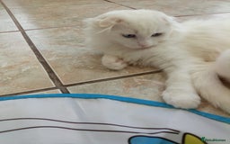 Scottish Fold cats for sale: ready now for there forever homes - Image 12