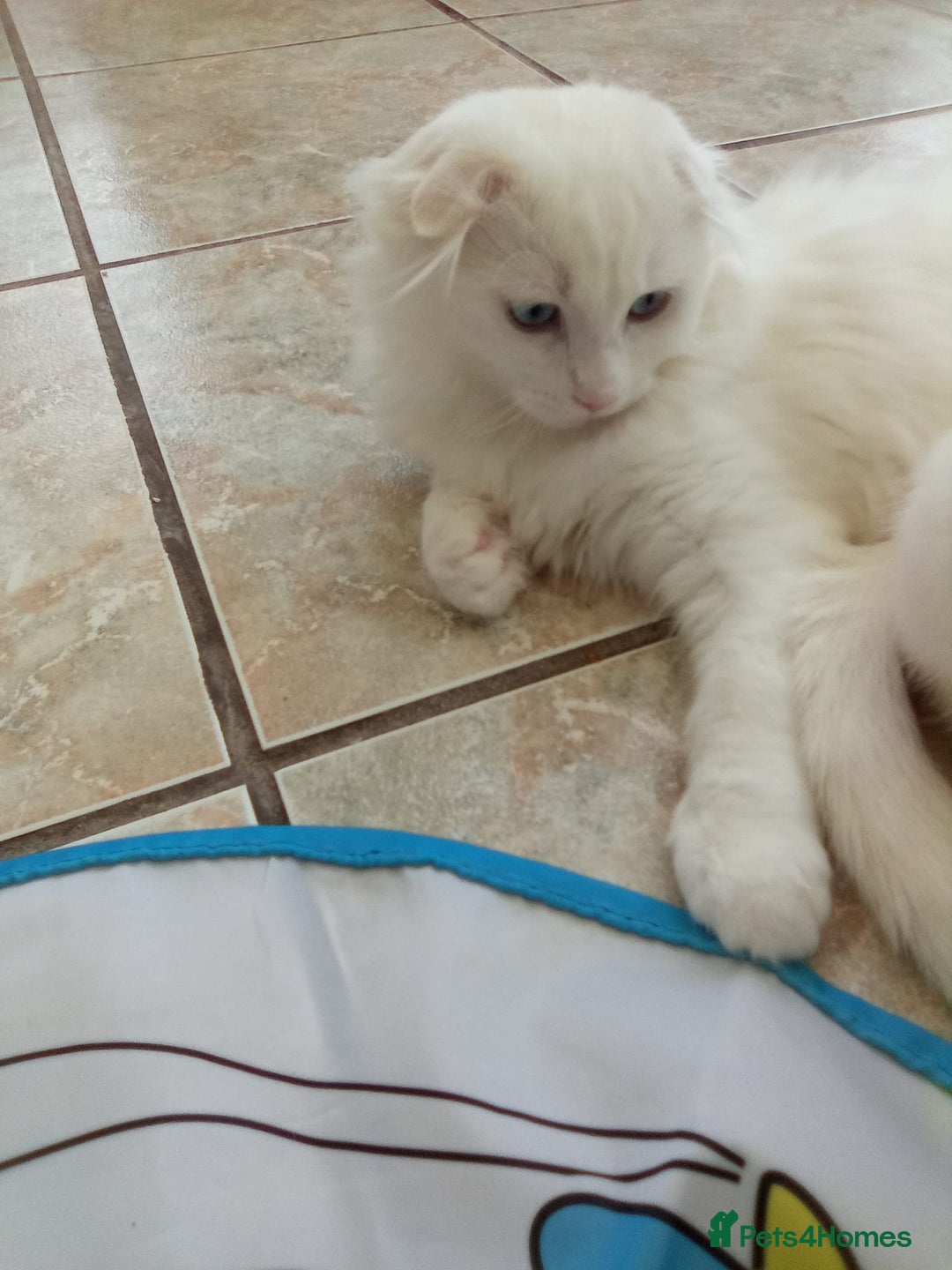 Scottish Fold cats for sale: ready now for there forever homes - Image 12