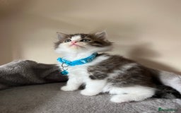 Turkish Angora cats for sale: Turkish Angora/Persian Chanchilla kittens for Sale - Image 6