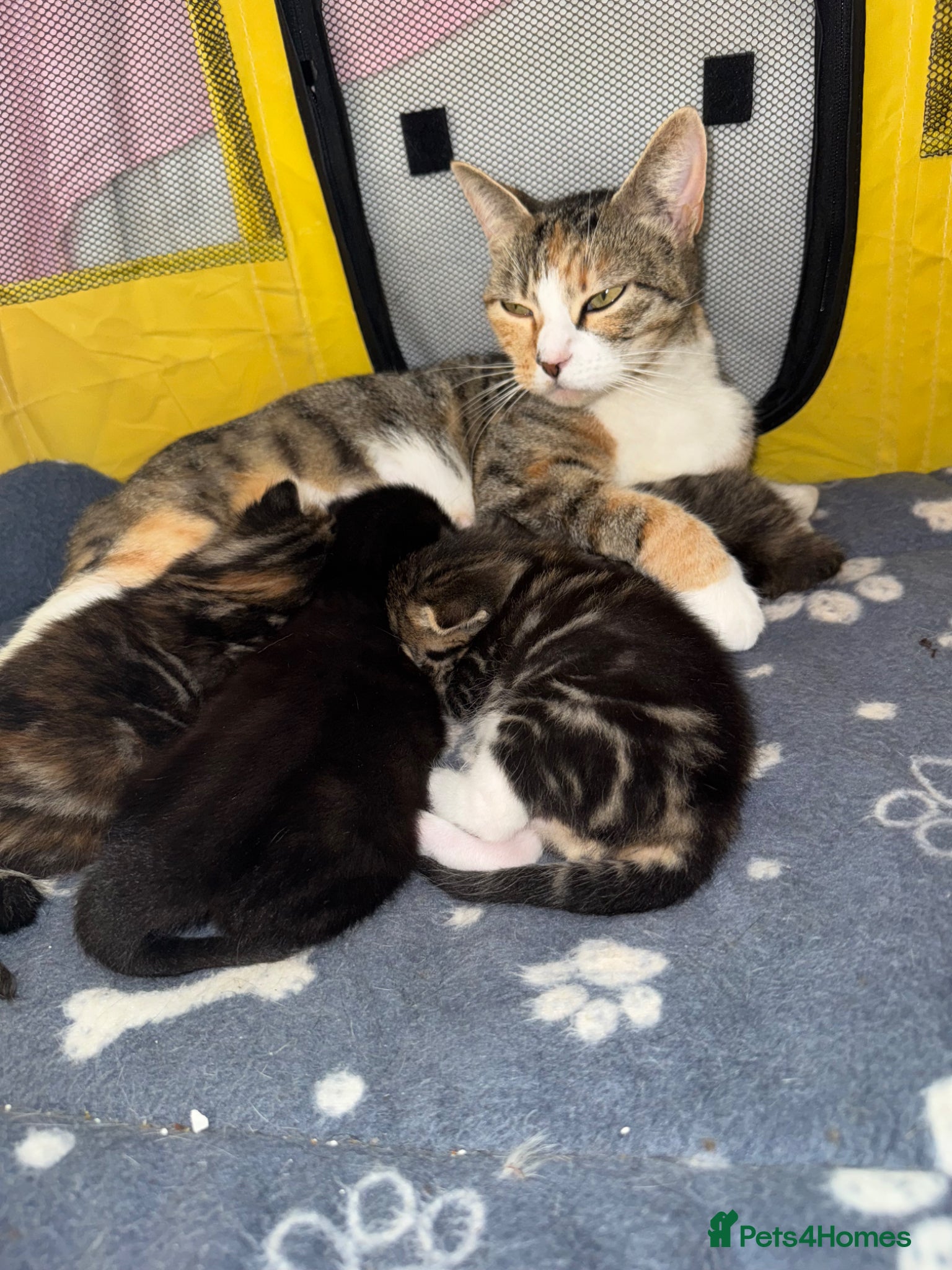 Mixed Breed cats  Beautiful half Maine coon kittens  - Advert 2