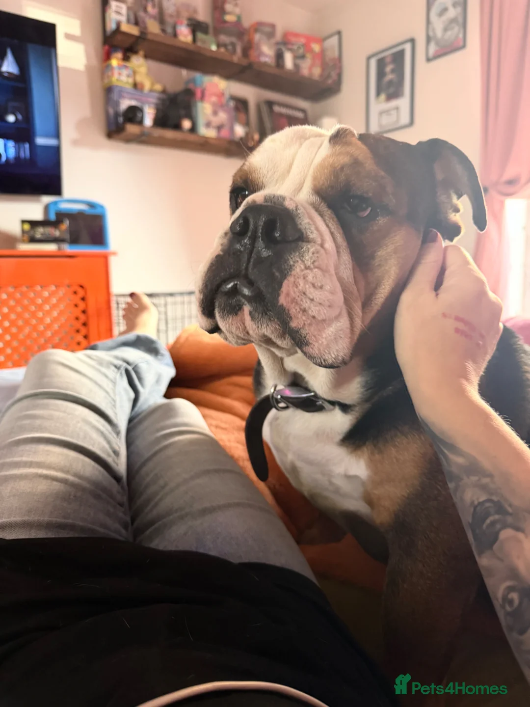 English Bulldog dogs for sale: British bulldog in Leicester - Advert 2