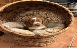 Cocker Spaniel dogs for sale: Cocker spaniel puppies - Advert 7