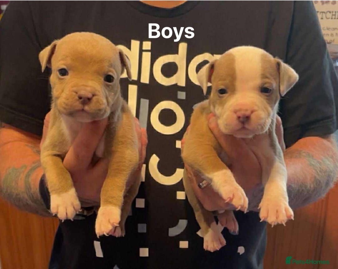 Mixed Breed dogs for sale: Staffy cross pocket bully puppies - Image 2