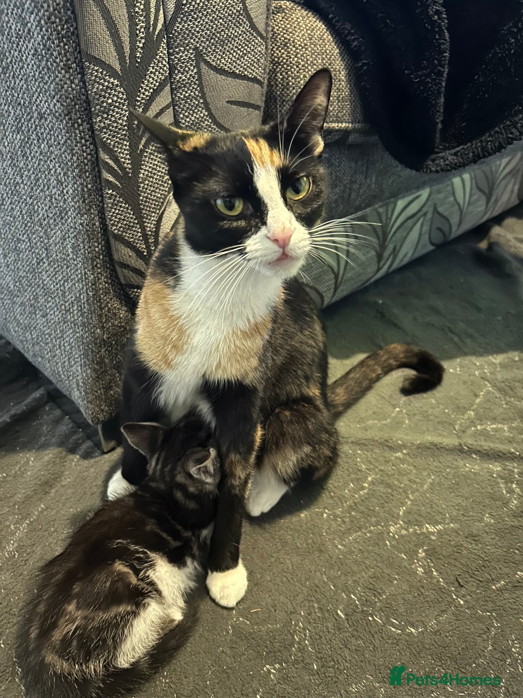 Domestic Shorthair cats for sale: Kittens for sale - Advert 2