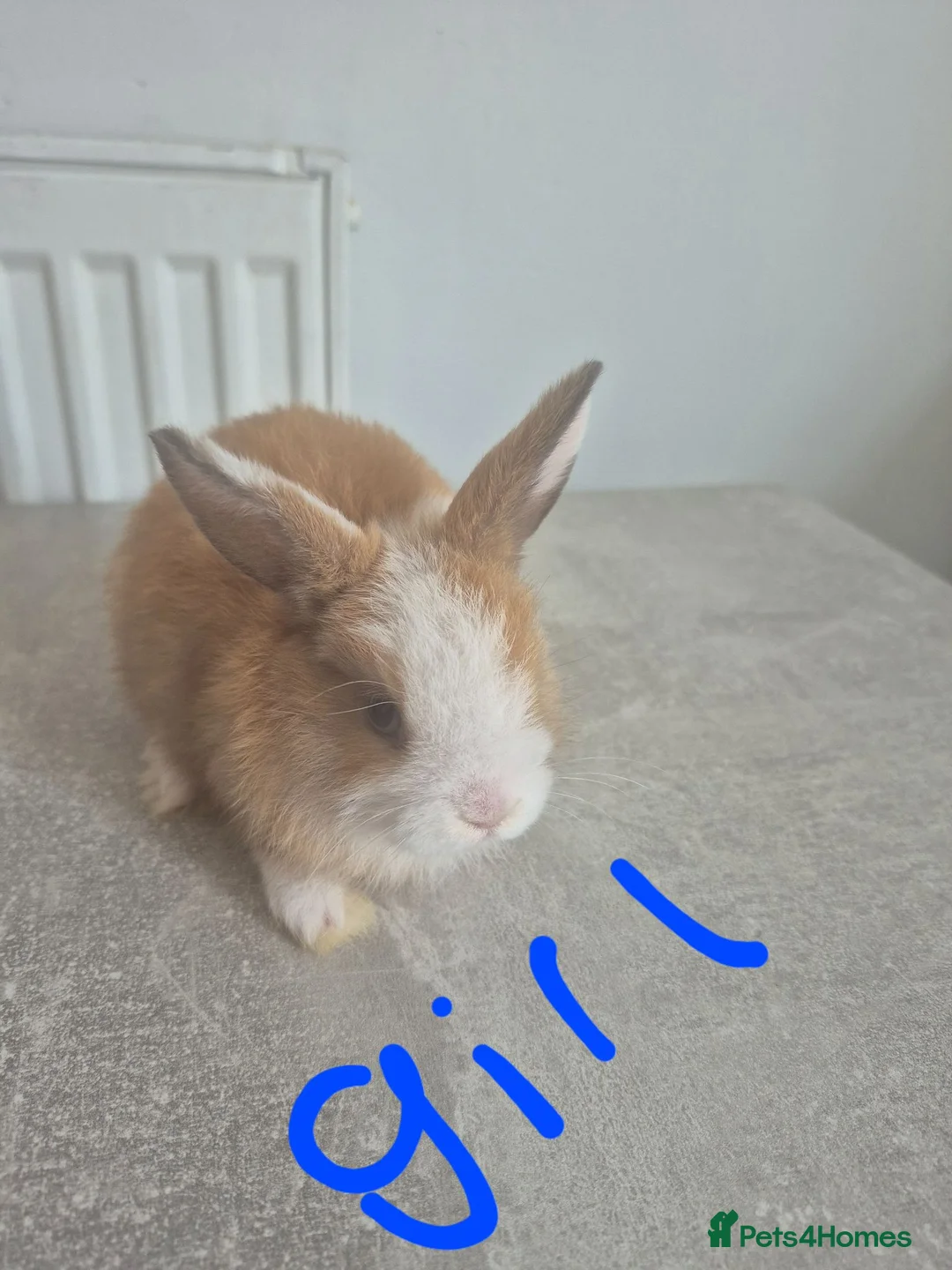 Mixed Breed rabbits for sale: Baby rabbits for sale  - Advert 6