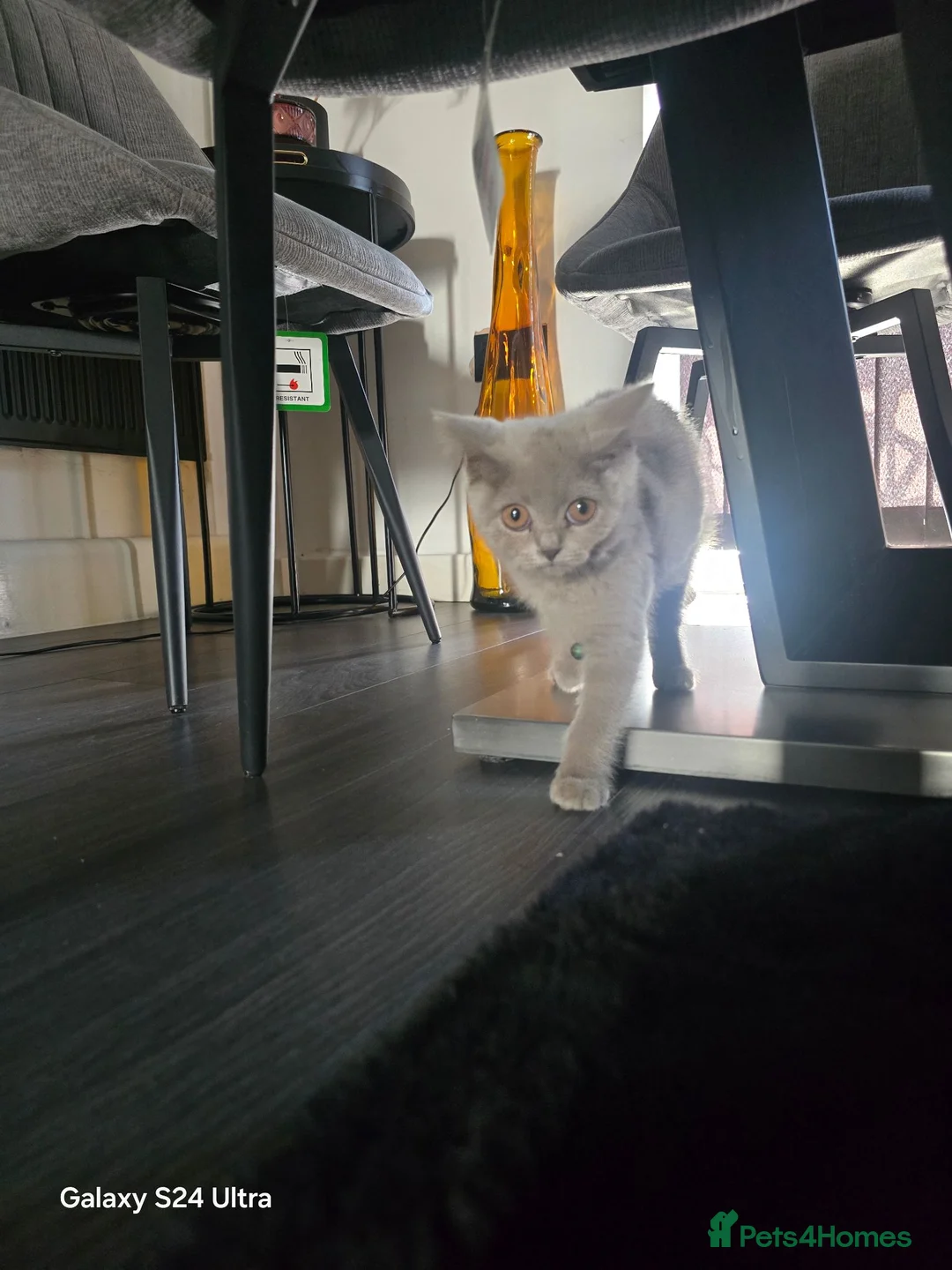 British Shorthair cats for sale: British blue short hair female  - Advert 8