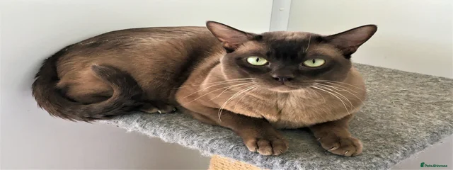 Xavier