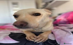 Mixed Breed dogs for adoption: Buddy - Norwich Norfolk  - Image 22