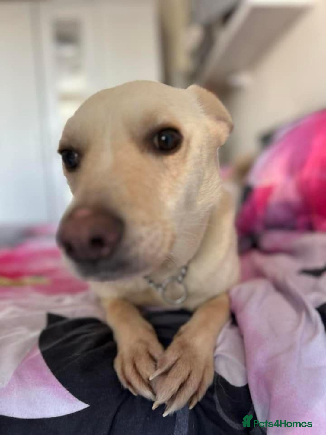 Mixed Breed dogs for adoption: Buddy - Norwich Norfolk  - Image 22