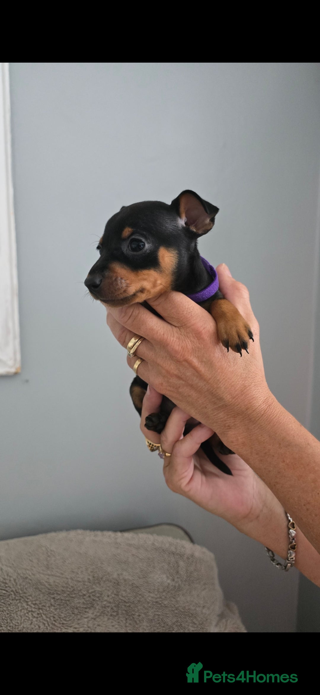 Miniature Pinscher dogs for sale: Beautiful Miniature pinscher Puppies  - Image 12