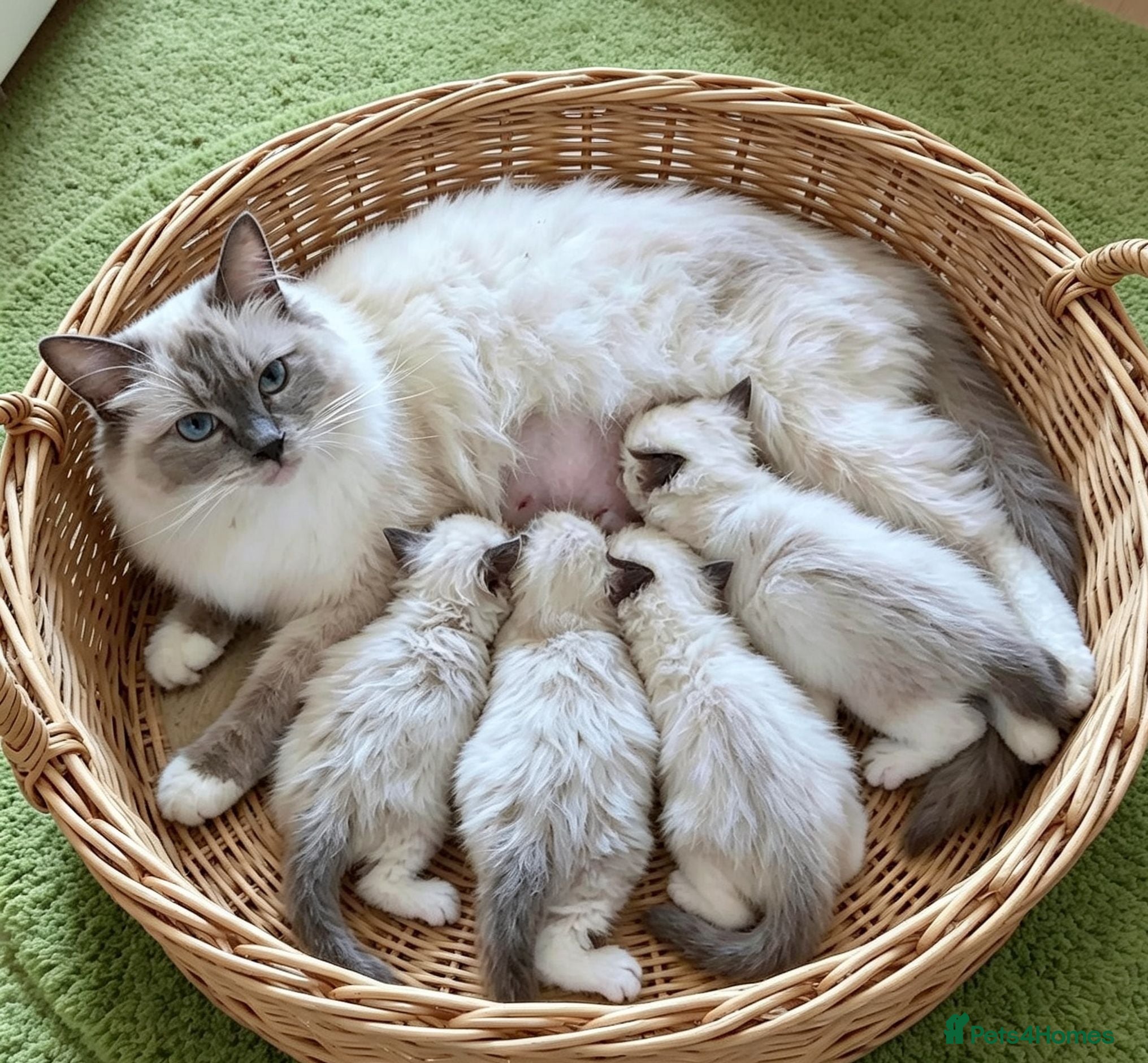 Ragdoll cats RAGDOLLS GIRL SEAL POINT BLUE EYES  - Advert 5