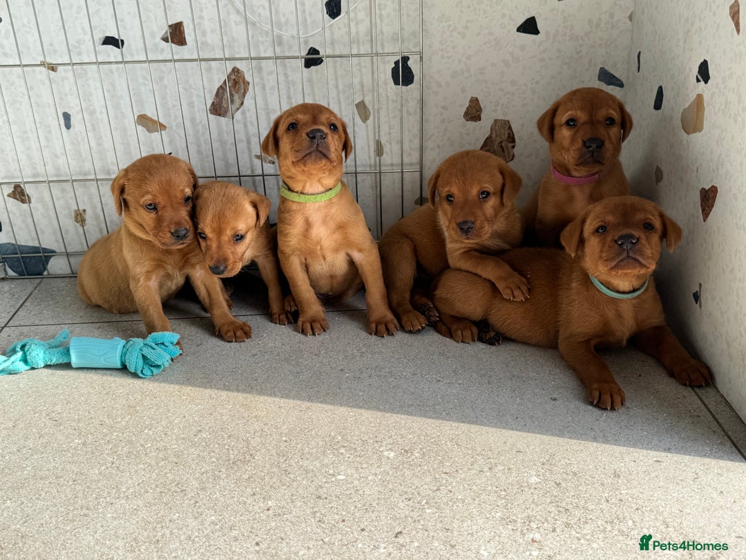Labrador Retriever dogs for sale: KC registered Fox Red Labrador puppies  - Image 4