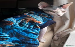Sphynx cats for sale: Sphynx girls looking for new beds to snuggle in - Image 7