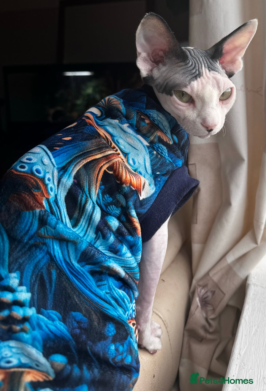 Sphynx cats for sale: Sphynx girls looking for new beds to snuggle in - Image 7
