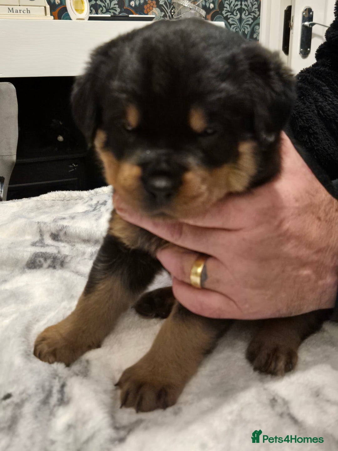 Rottweiler dogs for sale: Stunning Rottweiler Puppies - Image 2