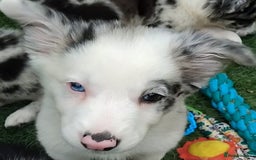 Border Collie dogs for sale: Stunning litter of blue merle border collies - Image 6