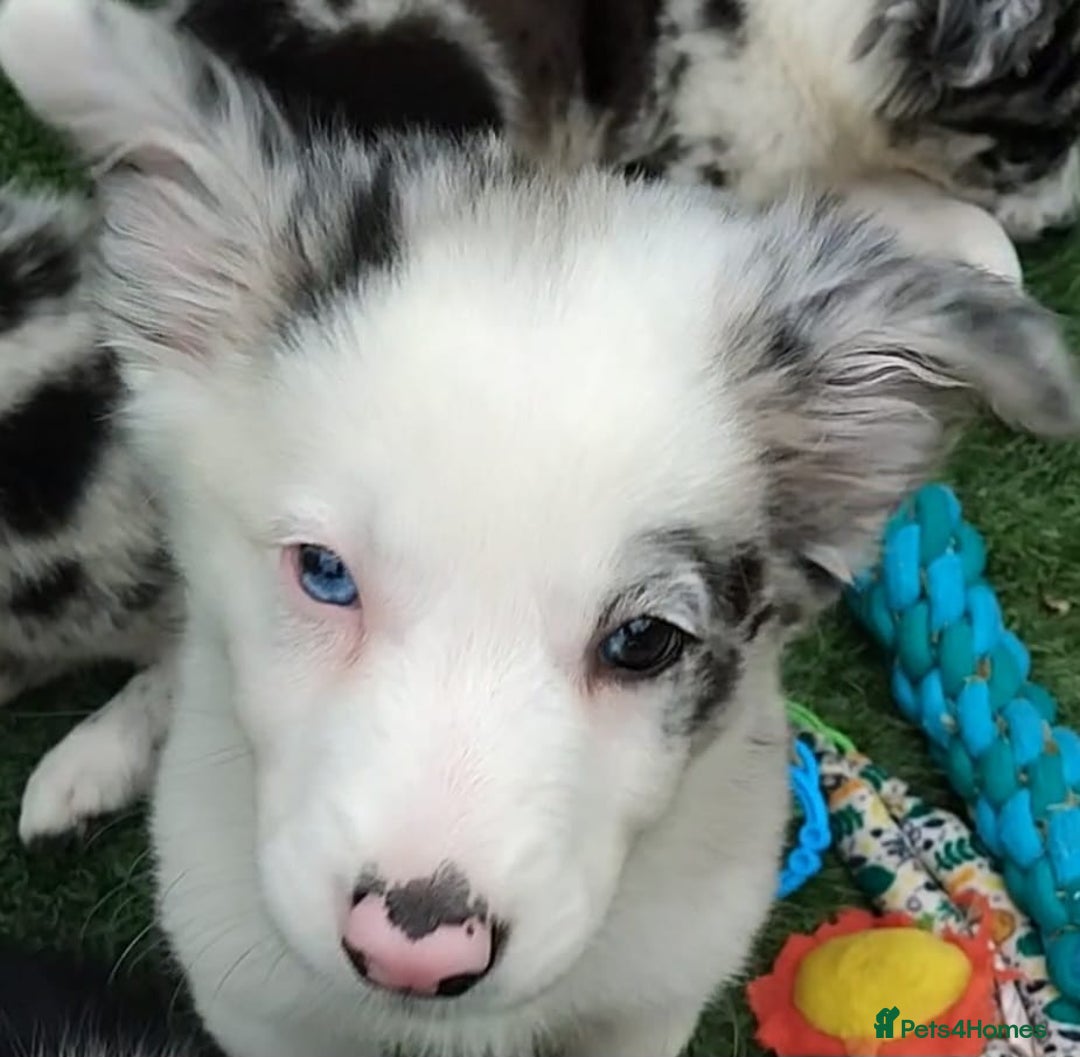 Border Collie dogs for sale: Stunning litter of blue merle border collies - Image 6
