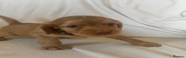 Cocker Spaniel 5