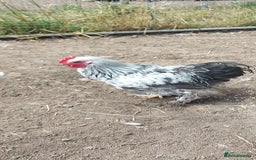 Chickens poultry for sale: 10 x Roosters *FREE*POLISH,serama,pekin *FREE* in Spilsby - Image 3