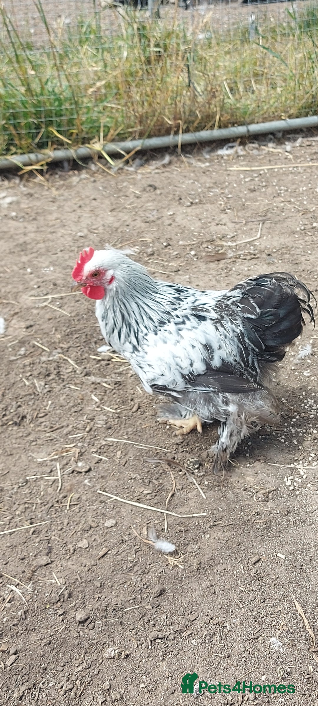 Chickens poultry for sale: 10 x Roosters *FREE*POLISH,serama,pekin *FREE* in Spilsby - Image 3
