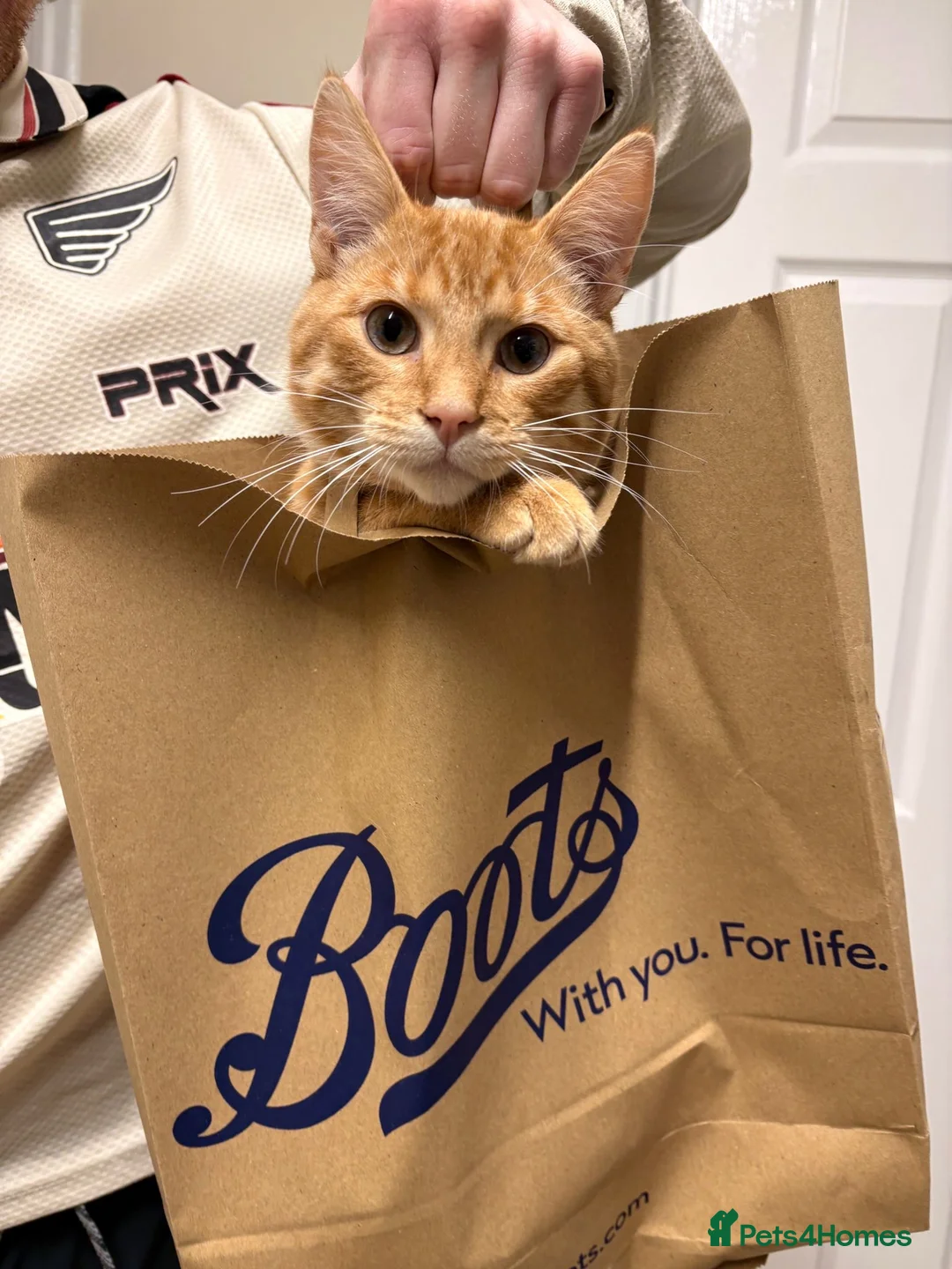 Pixie Bob cats for sale: Sonny the Pixie Bob - Advert 4