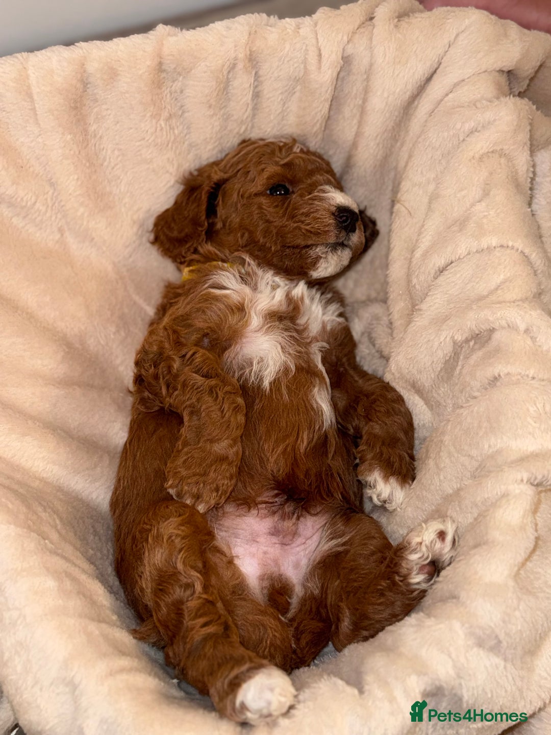 Cavapoochon dogs for sale: Cavapoochon Puppies - Ready 16 October - Image 15