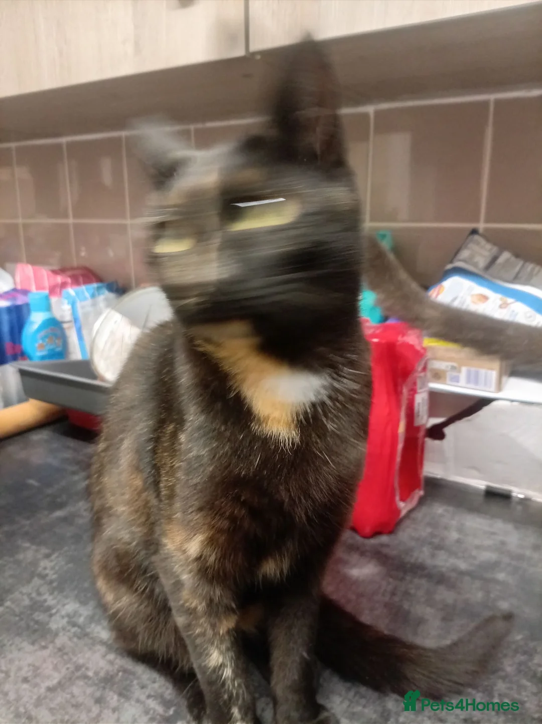 Mixed Breed cats for sale: READY NOW SIX STUNNING KITTENS  - Advert 1