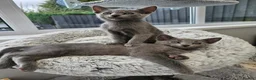 Russian Blue cats for sale: GCCF REGISTERED RUSSIAN BLUE KITTENS  - Advert 22