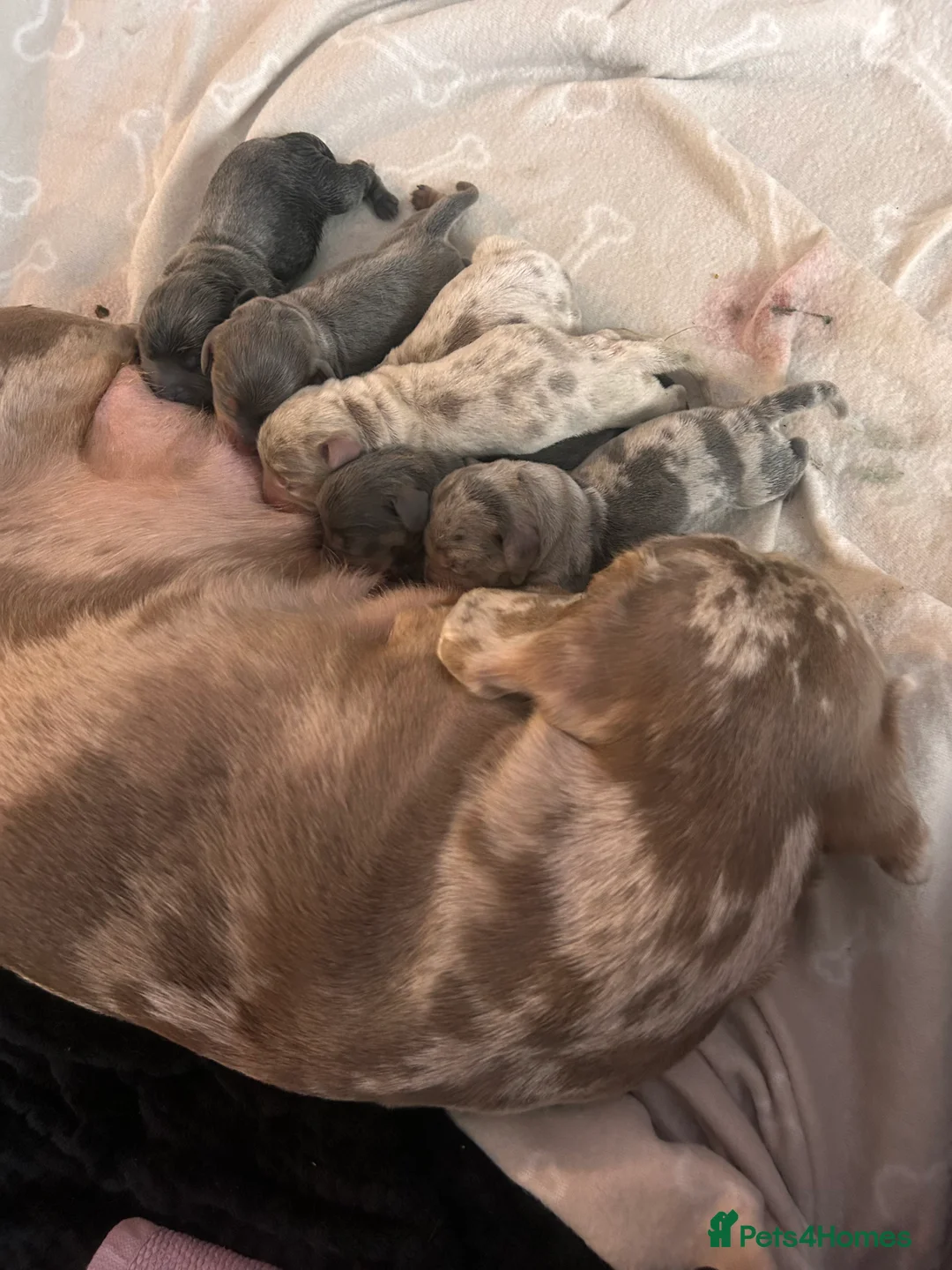 Miniature Dachshund dogs for sale: Stunning Dapple miniature dachshunds  - Advert 16