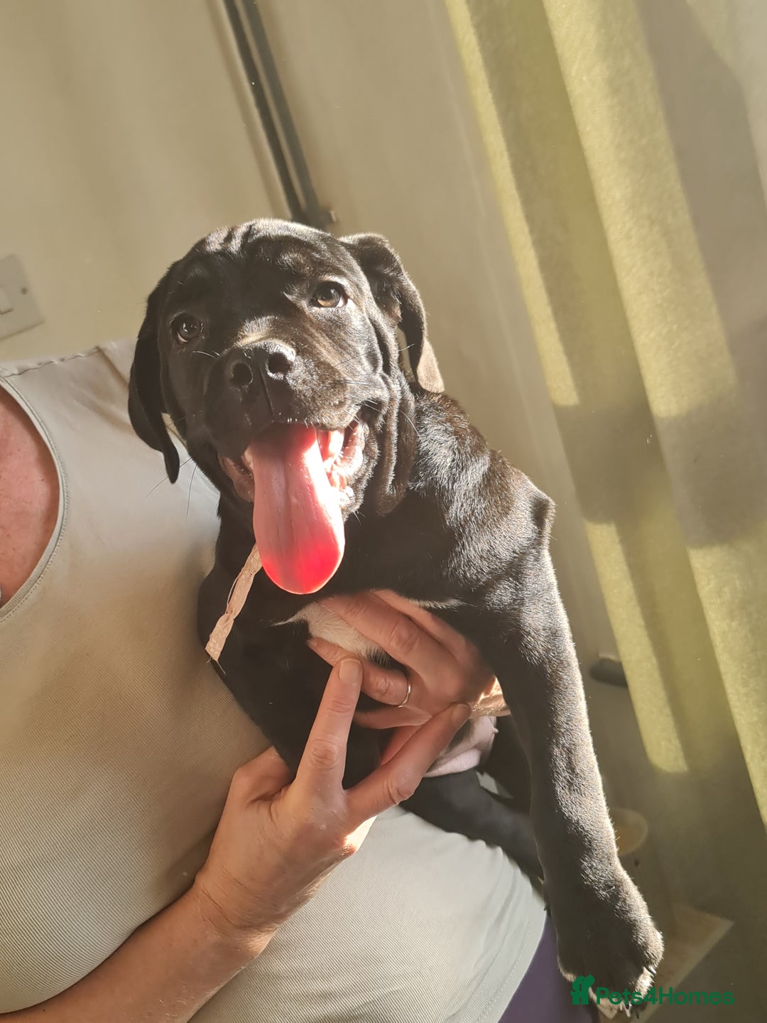 Cane Corso dogs for sale: 2 beautiful cane corso puppies - Advert 10