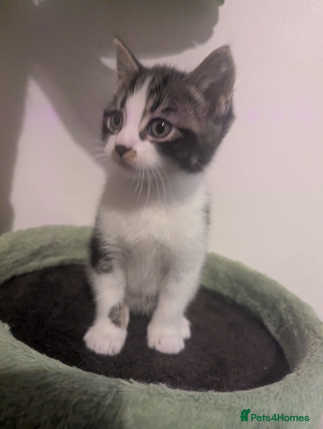 Mixed Breed cats for sale: Beautiful mix breed kittens  - Advert 6