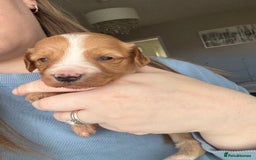 Cockapoo dogs for sale: Cockapoo Puppies - Image 7