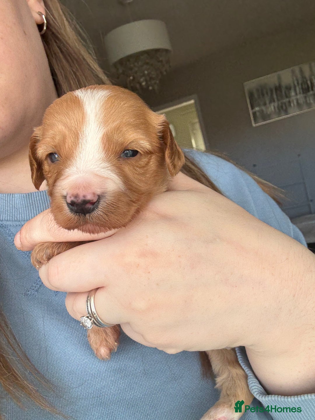 Cockapoo dogs for sale: Cockapoo Puppies - Image 7