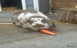 English Lop rabbits for sale: Pair of bonded male and female lops  - Image 2