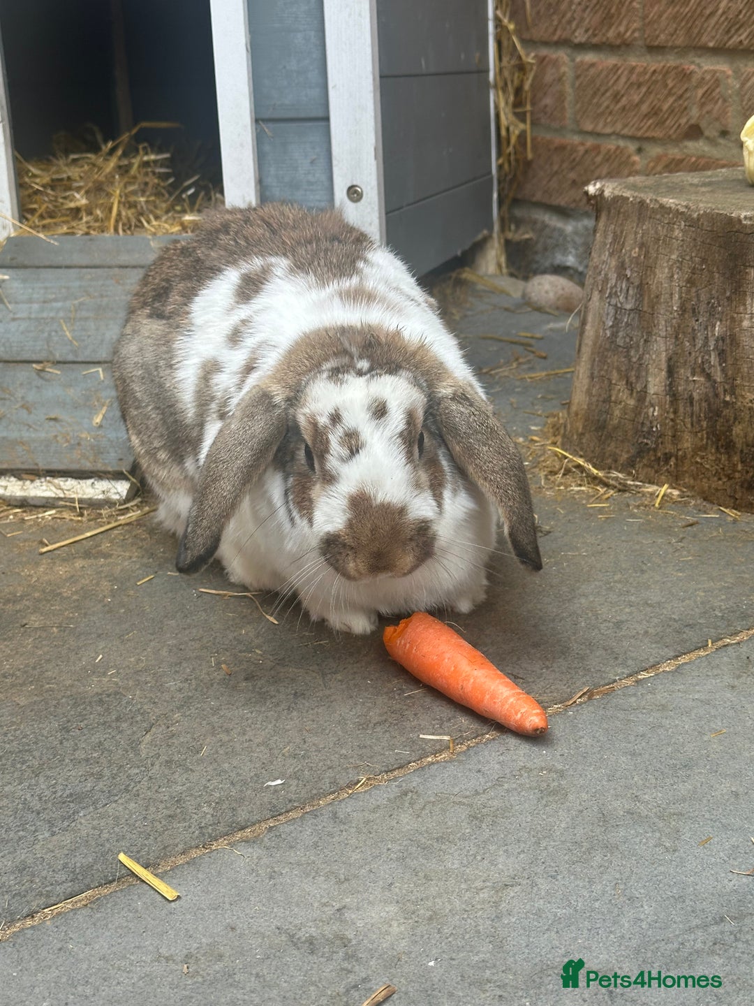 English Lop rabbits for sale: Pair of bonded male and female lops  - Image 2