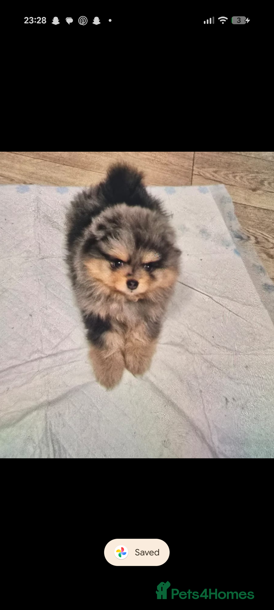 Pomeranian dogs for sale: Pomeranian girl puppy  - Advert 12