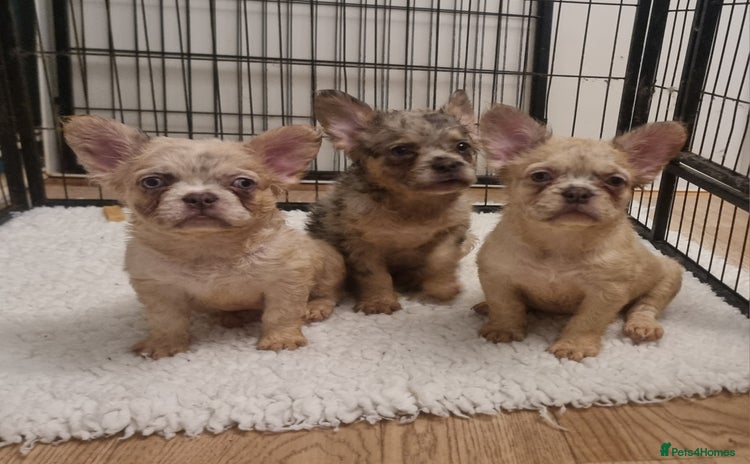 French Bulldog dogs - Advert 3