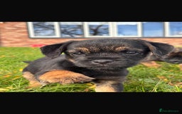 Border Terrier dogs for sale: 🐾 fantastic Border Terrier  - Image 3