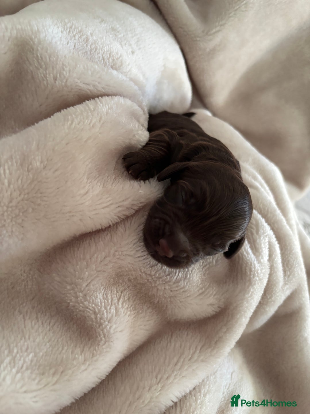 Cockapoo dogs for sale: Cockapoos puppies for sale *ready 19th feb* - Advert 25