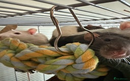 Rat rodents for sale: 4 Male Rats for adoption - Image 7