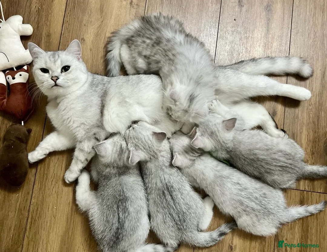 British Shorthair cats for stud: ACTIVE reg 𝑮𝑪𝑪𝑭/TICA BSH CHINCHILLA 🏆 in Ilford - Advert 11