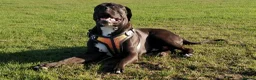 Mixed Breed dogs for stud: Looking for a female dog - Advert 1