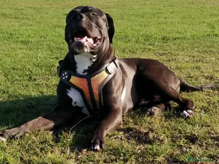 Mixed Breed dogs Looking for a female dog - Advert 1