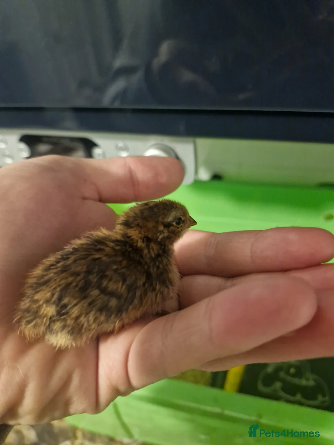 Quail poultry for sale: Jumbo Quail Chicks - Advert 2