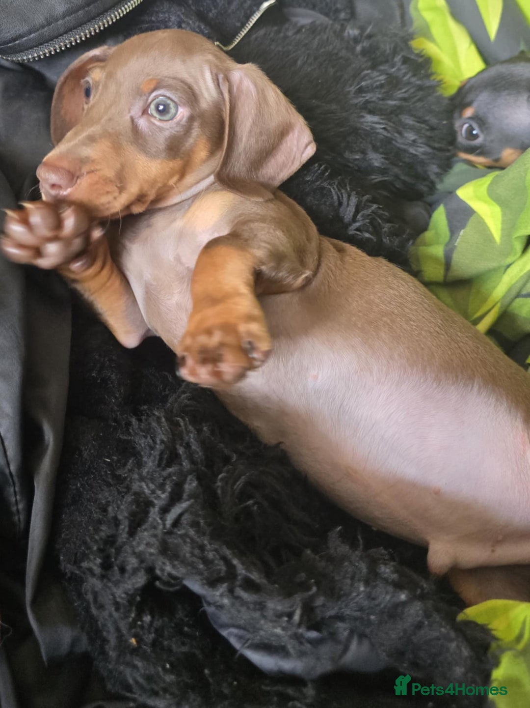 Miniature Dachshund dogs for sale: Miniature dachshunds  - Image 5